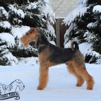 SHER SHTEIN - SHER SHTEIN
Junior Champion of National Airedale Terrier Club, Junior Champion of Russia; Champion of Russia, Belorussia, National Airedale Terrier Club, 2*Champion of RKF, "Winner of Russia 2021-2022", 3*CACIB; T-1.Рожд. 19.05.2020(о. Int.Ch. Saredon  Deliverance &amp;amp; м. Int.Ch. Sher Iskrennaya Nezhnost)Владелец: Гусев Геннадий (г. Москва)